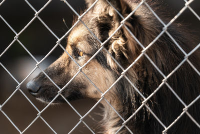 Close-up of dog in cage