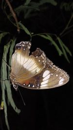 Close-up of butterfly on leaf