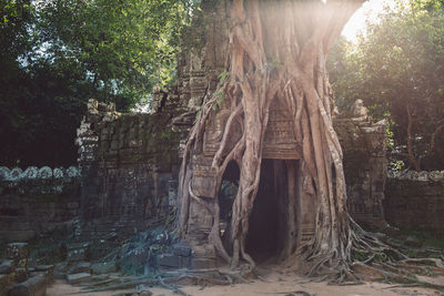 Trees growing in forest
