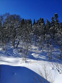 Scenic view of snow covered field against clear blue sky