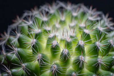 Close-up of cactus plant