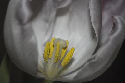 Close-up of yellow flower blooming outdoors