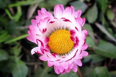 Close-up of pink flower