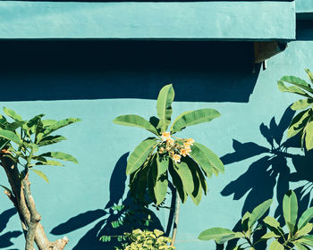 Close-up of flowering plant against blue sky