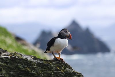 Close-up of bird perching on rock against sky