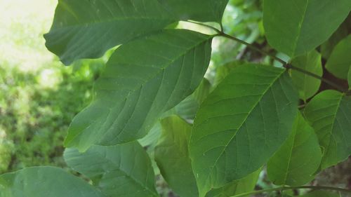 Close-up of fresh green leaves