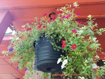 Close-up of potted plant