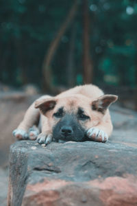 Close-up of dog sleeping on wood