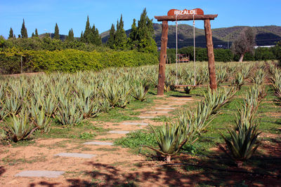 Neat garden of aloe vera and various succulents grown in the dry soil of the balearic islands