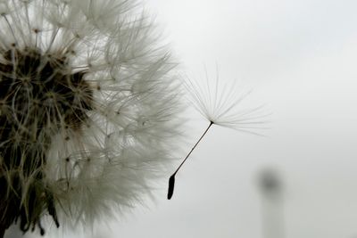 Close-up of dandelion