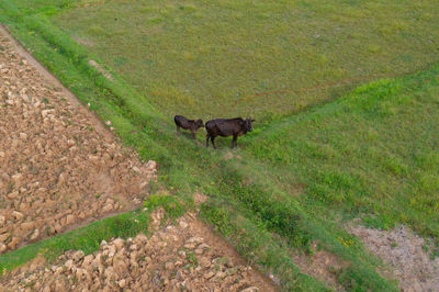 View of a horse on landscape