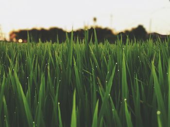 Close-up of crops growing on field