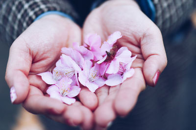 Close-up of hand holding pink flower