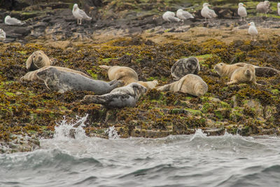 Seals on land by sea
