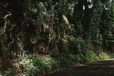 Trees in forest