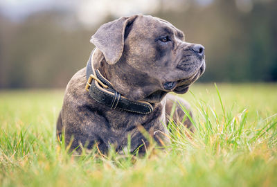 Dog looking away on grass against sky
