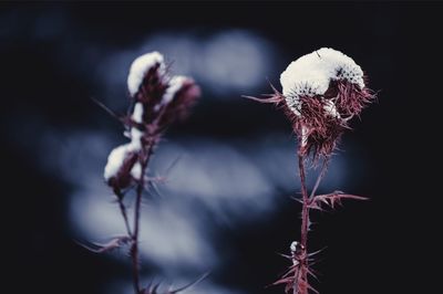 Close-up of wilted thistle