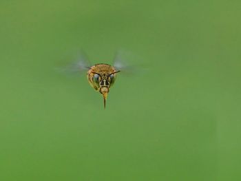 Close-up of insect in flight
