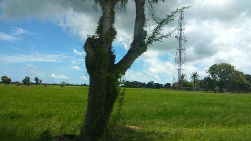 Trees on field against sky