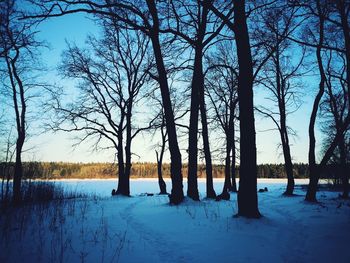 Bare trees on snow covered land against sky