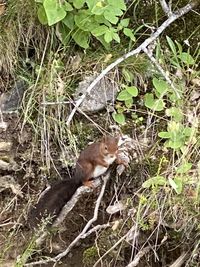 High angle view of cat in forest
