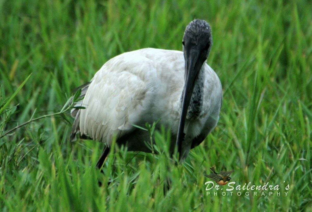 GRAY HERON PERCHING ON FIELD