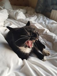 Close-up of cat yawning on bed