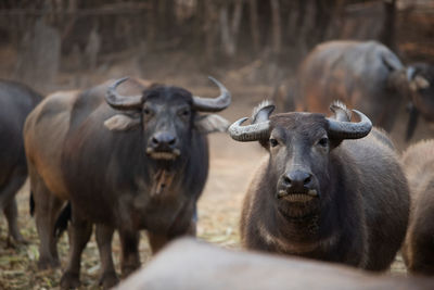 Thai buffalo