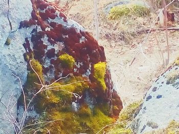 Close-up of rock on tree