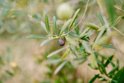 Close-up of insect on plant