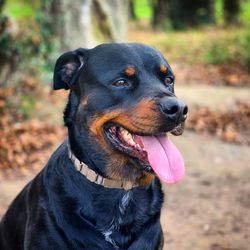 Close-up of black dog looking away