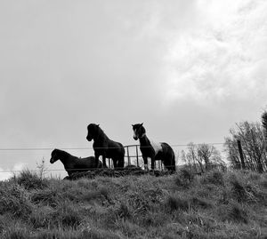 Horses riding horse on field against sky