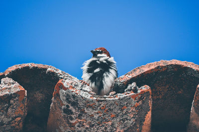 Low angle view of bird perching on rock