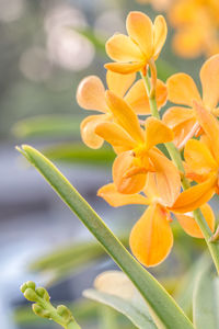 Close-up of yellow flowering plant