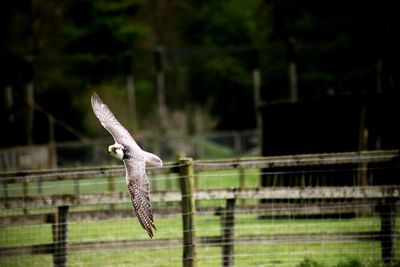 Close-up of eagle flying