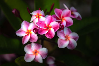 Close-up of pink flowering plant in park