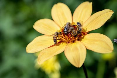 Close-up of insect on yellow flower