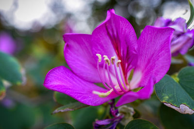 Close-up of pink flower