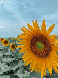 Close-up of sunflower