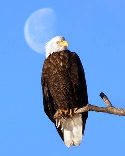 Low angle view of bird perched on blue sky