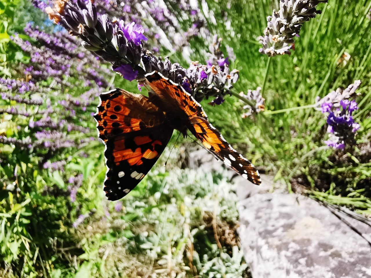 CLOSE-UP OF BUTTERFLY POLLINATING ON PURPLE FLOWERING PLANT