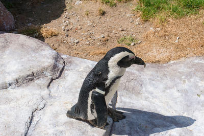 Close up of african black-footed penguin in the wild