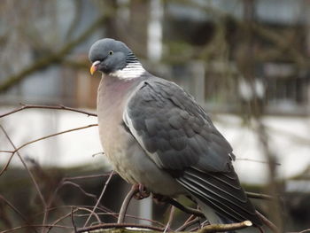 Close-up of bird perching on railing