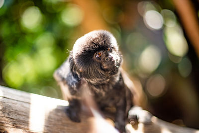 Close-up of monkey sitting on wood