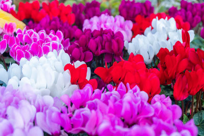 Close-up of pink flowering plants