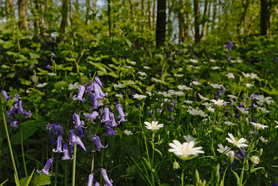 Close-up of purple flowering plants on field