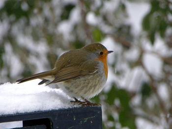 Close-up of bird perching on wood during winter