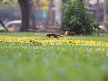 Side view of a horse on field