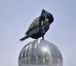 Low angle view of bird perching against sky