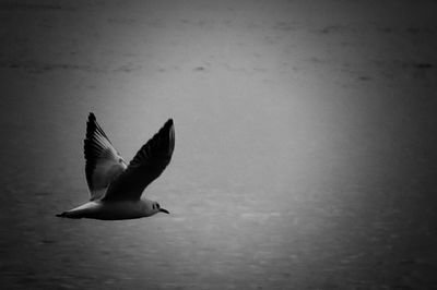 Bird flying over white background